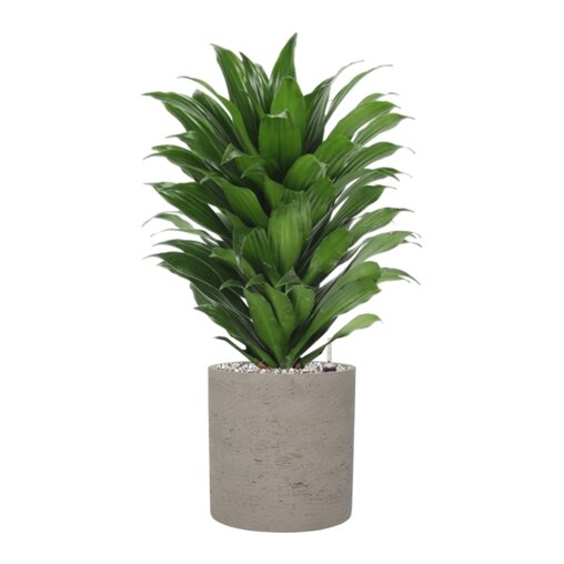 Dracaena fragrans 'Compacta' in Rough