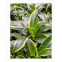 Dracaena fragrans 'Dorado' in Rough bladeren