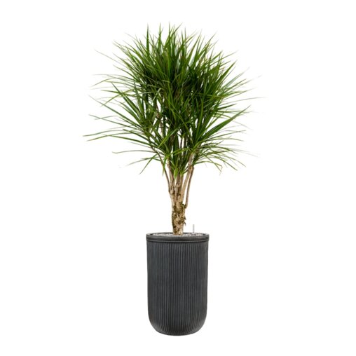Dracaena marginata in Baq Vertical Rib