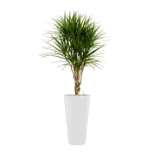 Dracaena marginata in Runner