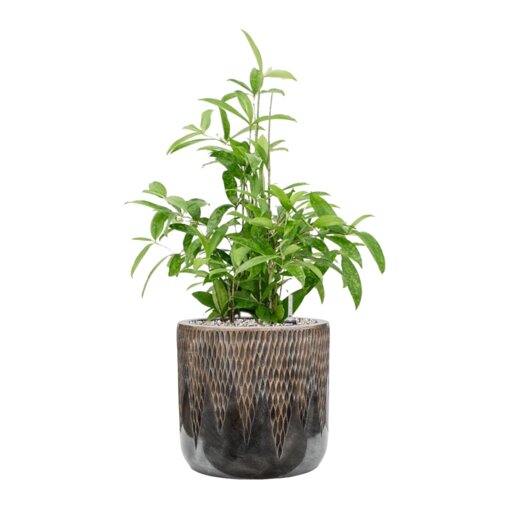 Dracaena surculosa in Baq Luxe Lite Universe Comet