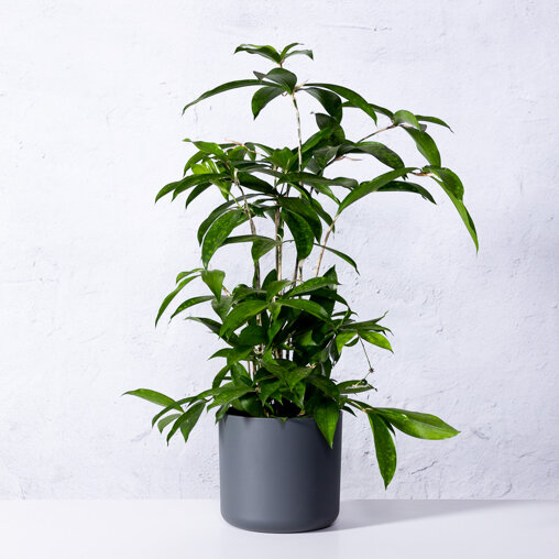 Dracaena 'Surculosa'