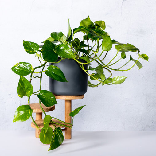 Drakenklimop - Epipremnum