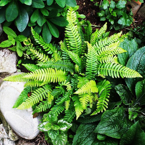 Dubbelloof varen detail