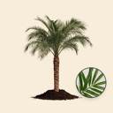 Dwergdadelpalm