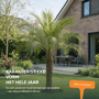 Dwergdadelpalm