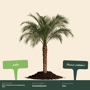 Dwergdadelpalm
