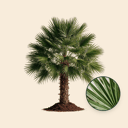 Dwergpalm