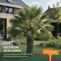 Dwergpalm 'Vulcano'