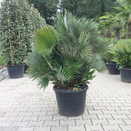 Totaalhoogte 50-60 cm