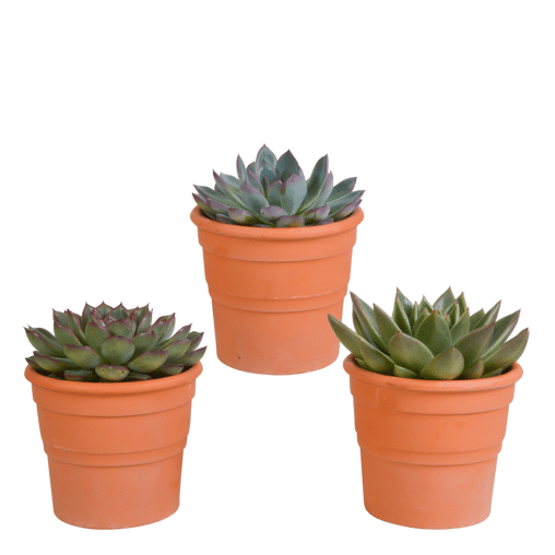 Echeveria mix 3 stuks in terra 10,5 cm pot