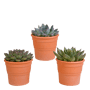 Echeveria mix 3 stuks in terra 10,5 cm pot