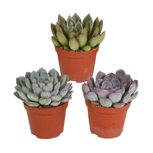 Echeveria mix 3 stuks in 8,5 cm pot