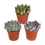 Echeveria mix 3 stuks in 8,5 cm pot