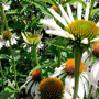 Echinacea purpurea 'Alba'