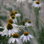 Echinacea purpurea 'Alba'