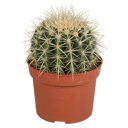 Echinocactus grusonii in 12 cm pot