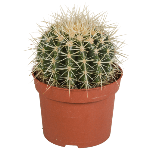 Echinocactus grusonii in 12 cm pot