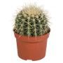 Echinocactus grusonii in 12 cm pot