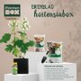 Eikenbladhortensiabox