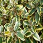 Elaeagnus ebbingei 'Gilt Edge'