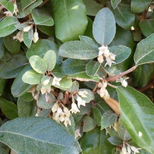 Olijfwilghaag met witte bloemetjes