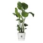 Elho greenville rond wit met Strelitzia nicolai