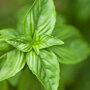Basilicum