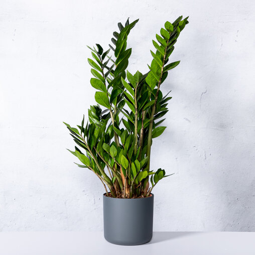 Emerald palm in elho pot