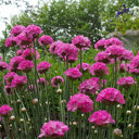 Engels gras roze