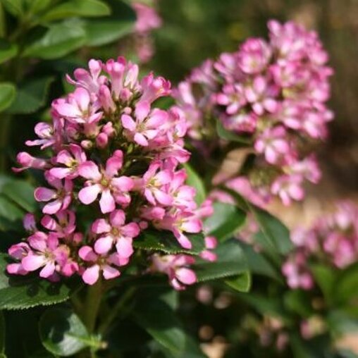 Escallonia 'Pink Elle' ®