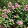 Escallonia 'Pink Elle' ®