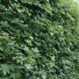 Esdoornhaag (Acer campestre)