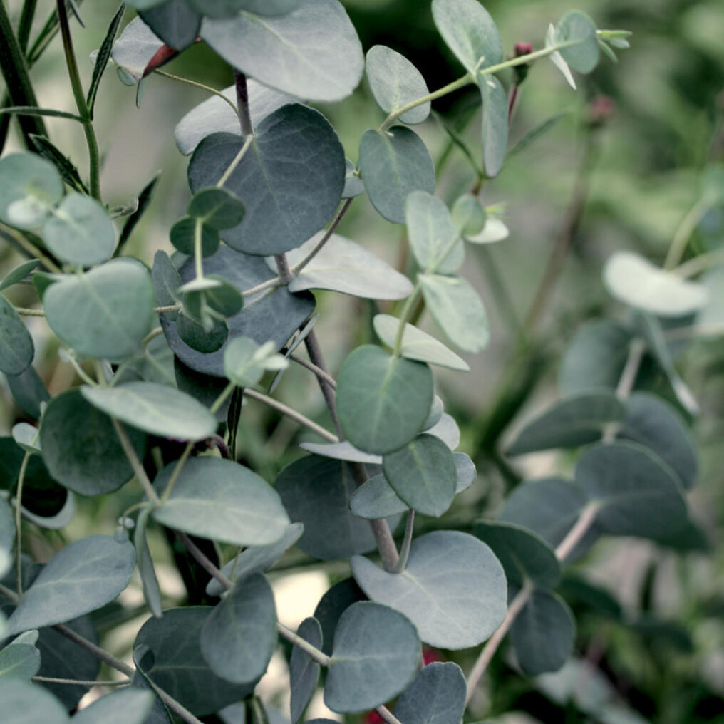 Zonsverduistering amplitude Aanvrager Eucalyptus kopen? Tuincentrum.nl bezorgt ✓ Snel in huis ✓ Advies voor en na  aankoop
