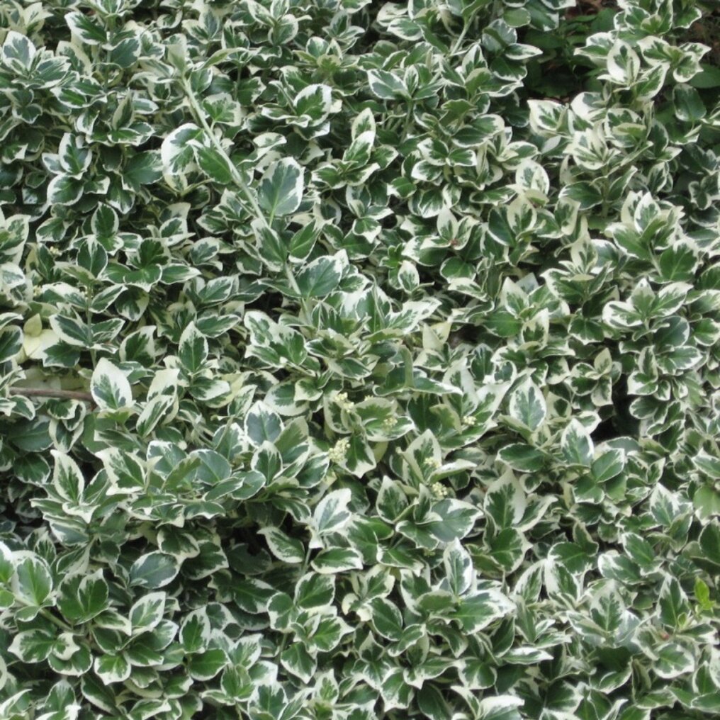 euonymus-fortunei-emerald-gaiety.jpg?w=1016&h=1016&q=65func=fit