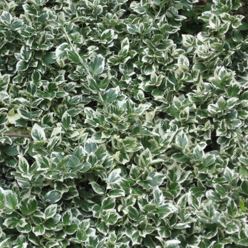 Euonymus fort. 'Emerald Gaiety'