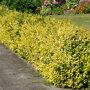 Euonymus fortunei 'Emerald'n Gold'