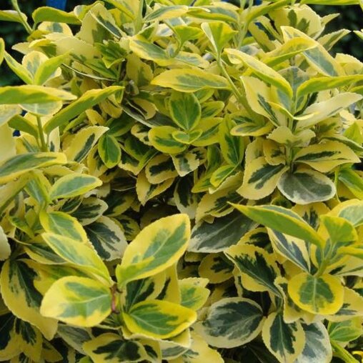 Euonymus fortunei 'Emerald'n Gold'