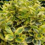 Euonymus fortunei 'Emerald'n Gold'