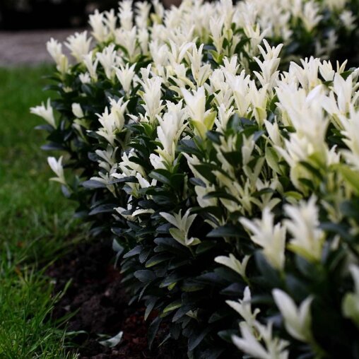 Kardinaalshoed 'Paloma Blanca'