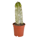 Euphorbia marmorata in 17 cm pot