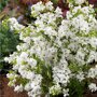Exochorda racemosa 'Niagara'