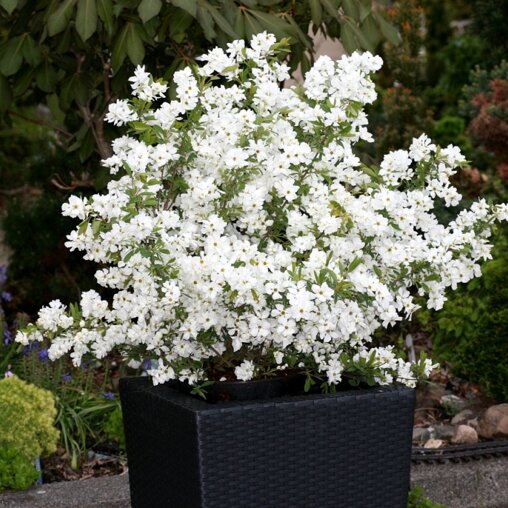 Exochorda racemosa 'Niagara'