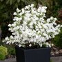 Exochorda racemosa 'Niagara'