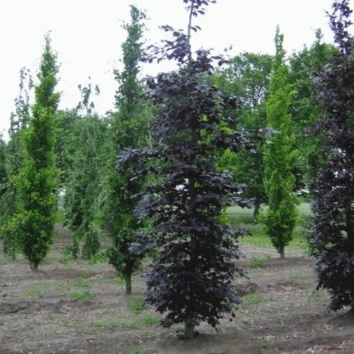 Rode zuilbeuk (Fagus sylvatica 'Atropunicea')