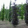 Rode zuilbeuk (Fagus sylvatica 'Atropunicea')