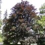 Rode beuk (Fagus sylvatica 'Atropunicea')