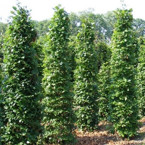 Gewone beuk zuilvorm (Fagus sylvatica)