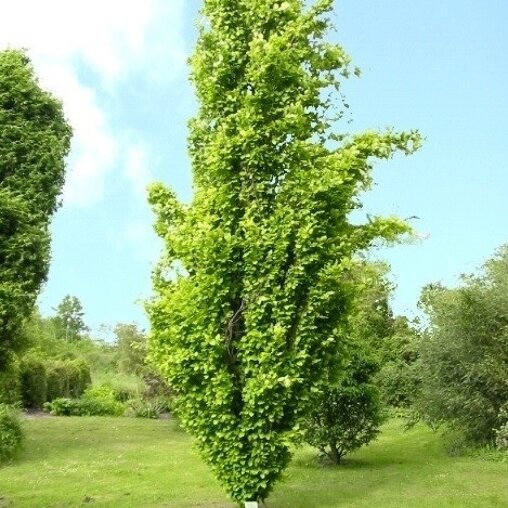 Zuilbeuk (Fagus sylvatica 'Dawyck Gold')