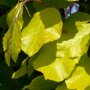 Zuilbeuk (Fagus sylvatica 'Dawyck Gold')
